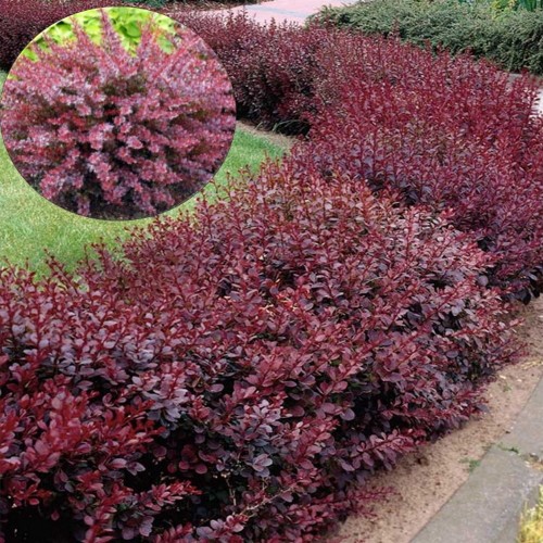 Berberis thunbergii 'Red Chief' - Thunbergi kukerpuu 'Red Chief' C1/1L